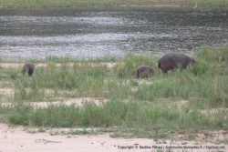 Une maman hippo et ses 2 petits