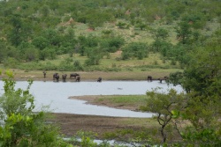 De bon matin, un beau troupeau de buffles vient s'abreuver