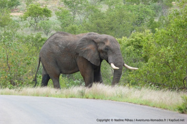 Le parc Kruger est réputé pour ses éléphants et on y croise souvent de sacrés spécimens
