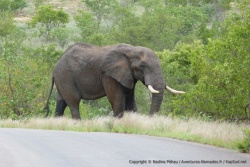 Le parc Kruger est réputé pour ses éléphants et on y croise souvent de sacrés spécimens