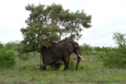Heureusement, les éléphants du Kruger sont beaucoup plus cools que ceux de Gorongosa