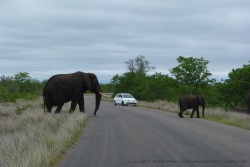 Quand on voit la différence de taille entre une voiture classique et un éléphant on réalise bien qu'on a intérêt à ne pas