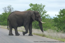 Cet éléphant a l'air particulièrement débonnaire et on espère qu'il le restera !