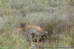 afrique-sud_2012_1122-124717