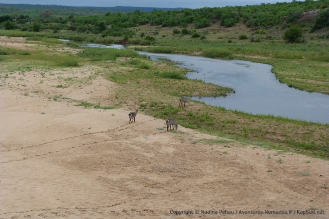 Des waterbucks s'abreuvant à la rivière et leurs jolies empreintes