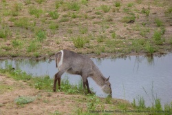Certains animaux se reconnaissent très facilement, comme le waterbuck et sa marque blanche