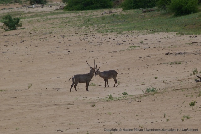 Un duo de waterbuck mâles et leurs imposantes cornes