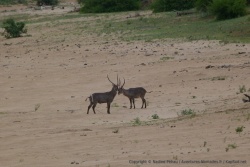 Un duo de waterbuck mâles et leurs imposantes cornes