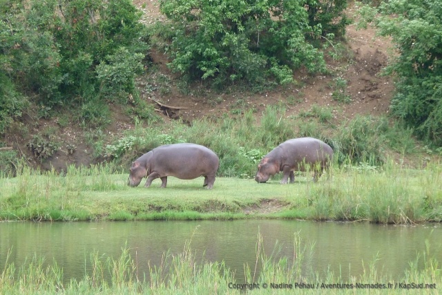 Les hippopotames se régalent d'une herbe verte et tendre