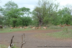 Un petit troupeau d'impalas en pleine sieste