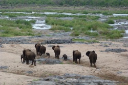 Une mini troupe d'éléphants avec de tous petits éléphanteaux