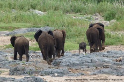 C'est toujours très émouvants de voir un bébé éléphant et comment il est très protégé par ses pairs