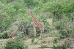 Une giraffe, ça nous manquait !