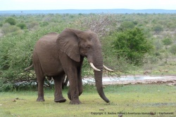 Les éléphants mâles adultes sont la plupart du temps solitaires