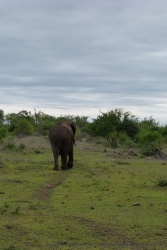 Un éléphant suit la piste tracée par ses congénères