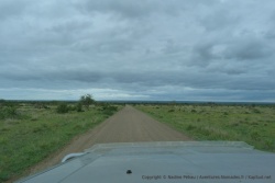 Près de Satara, c'est la savane herbeuse à perte de vue qui attire les herbivores