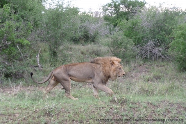Satara, réputé pour les lions, ne faillit pas à sa réputation
