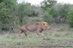 Satara, réputé pour les lions, ne faillit pas à sa réputation