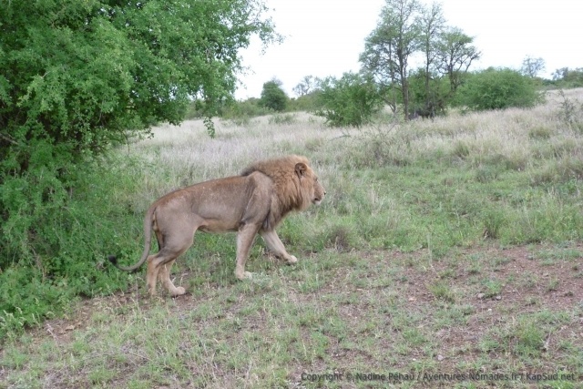 Pour une fois, on peut voir un beau lion mâle debout