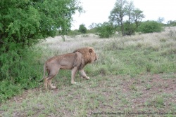Pour une fois, on peut voir un beau lion mâle debout