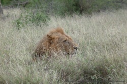 Il émane du lion une majesté naturelle indéniable et incontestable