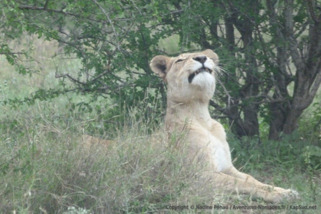 Voici l'objet de tous les désirs du lion qu'on a suivi