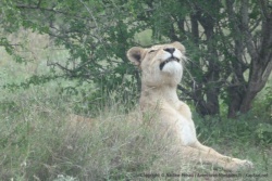 Voici l'objet de tous les désirs du lion qu'on a suivi
