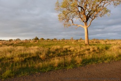 Les paysages sont sublimés par la lumière dorée de la journée qui s'achève