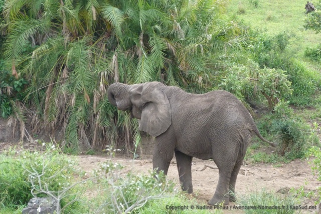 Un éléphant prend sa ration de palmier pour le petit déjeuner