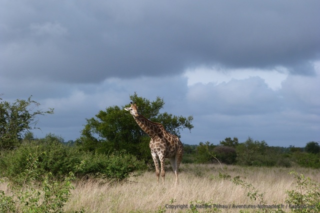 Girafe en pleine interrogation