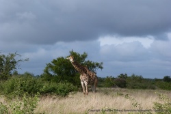 Girafe en pleine interrogation