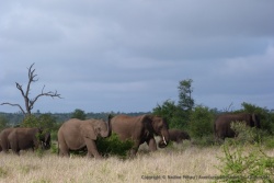 Un troupeau d'éléphants en quête d'un petit déjeuner eux aussi