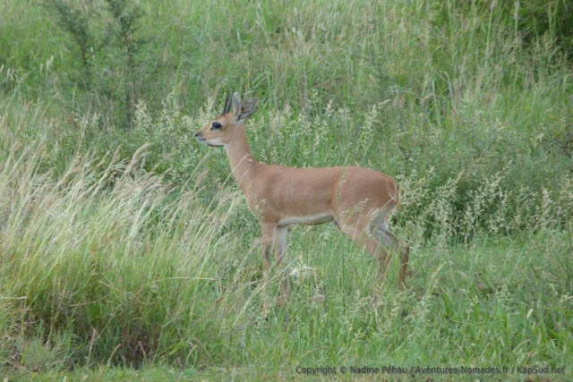 Un klipspringer, oréotrague en français, à moins que ça ne soit un cousin