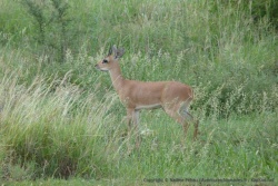 Un klipspringer, oréotrague en français, à moins que ça ne soit un cousin