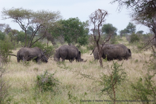 Soudain, trois rhinocéros dans la savane