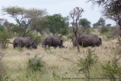 Soudain, trois rhinocéros dans la savane