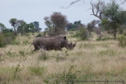 A priori, un rhinocéros blanc
