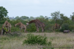 Un clan de girafes lassée de l'altitude !