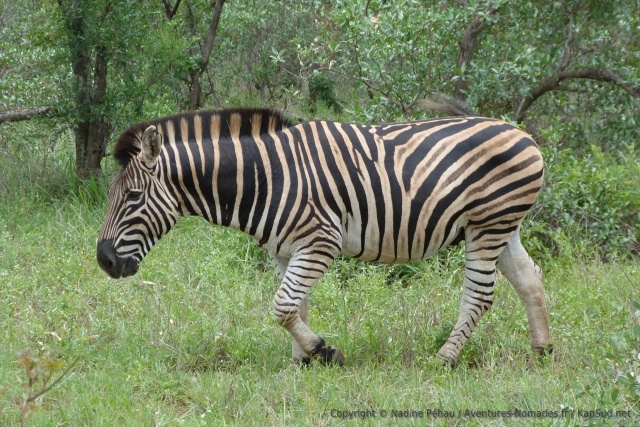 De près, on peut admirer la musculature puissante de ces herbivores