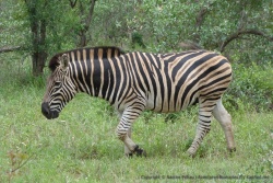 De près, on peut admirer la musculature puissante de ces herbivores