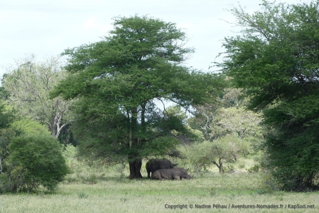 On est chanceux, encore des rhinocéros