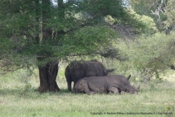 Deux rhinocéros en pleine sieste sous un arbre