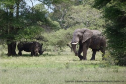 Surprise : un grand éléphant mâle passe à quelques mètres des rhinocéros
