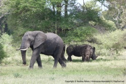 Finalement la confrontation entre les deux animaux emblématiques de l'Afrique est paisible