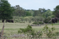 Rhinocéros d'un côté, éléphant de l'autre et nous au milieu !