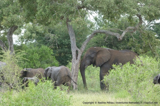 Troupeau d'éléphants caché dans les fourrés