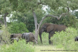 Troupeau d'éléphants caché dans les fourrés