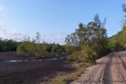 La mangrove annonce la côte toute proche