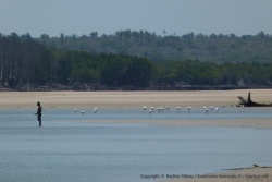 Dans la lagune, pêcheurs et flamants roses semblent cohabiter en toute harmonie