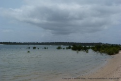 Par moment, la mangrove reprend ses droits comme ici à Inhambane